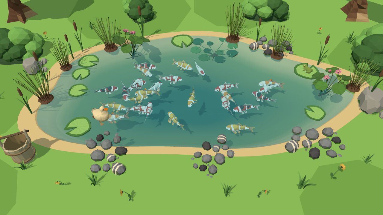 Koi swimming in the pond